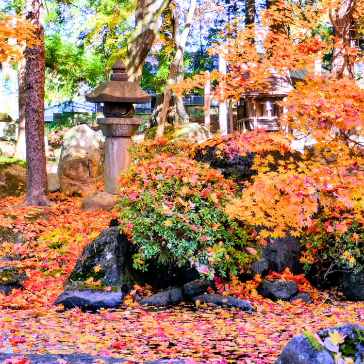 Feuilles d'érable japonais momiji dans un temple avec une lanterne japonaise, paysage d'automne