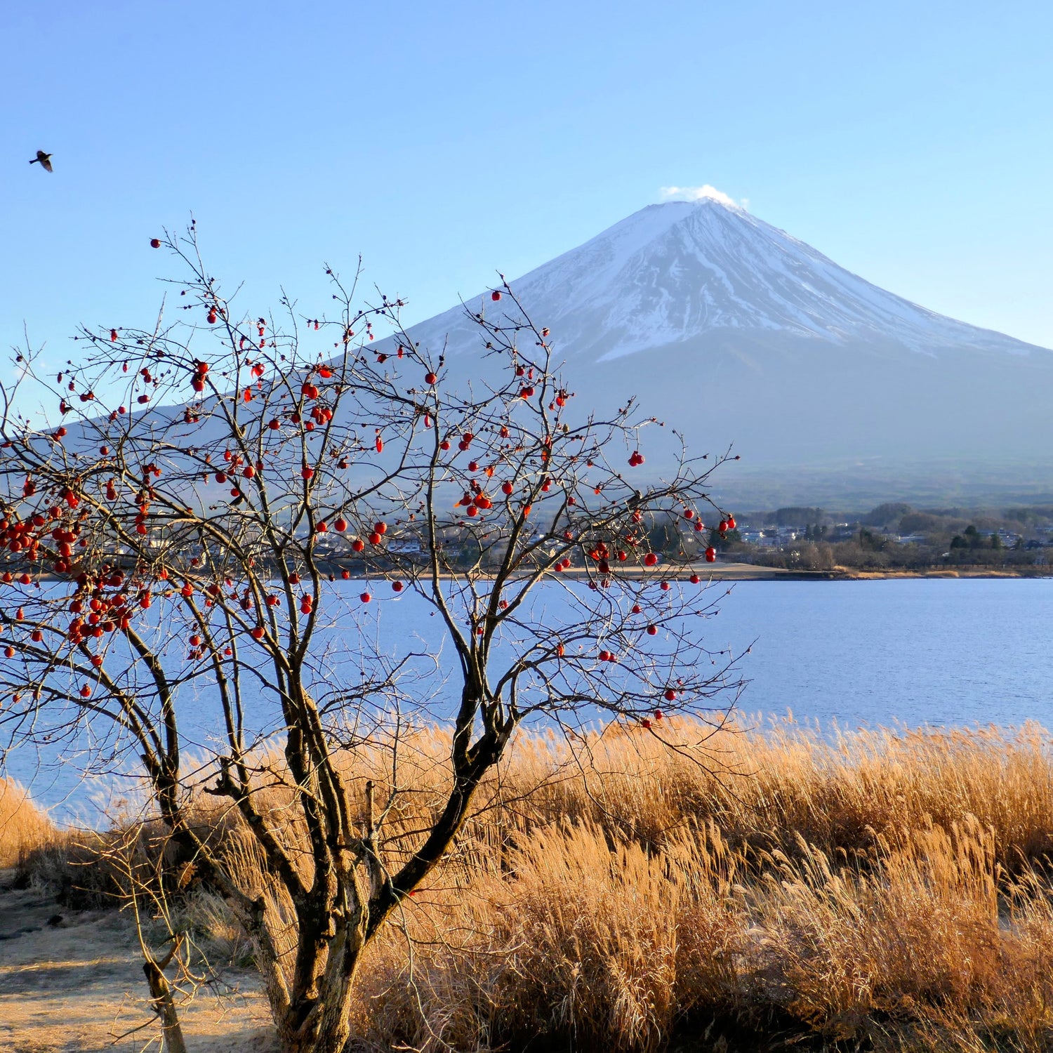 Fuji San au sommet enneigé l'hiver, au bord du loac Kawaguchi, photo illustrant la collection hiver Kogedo