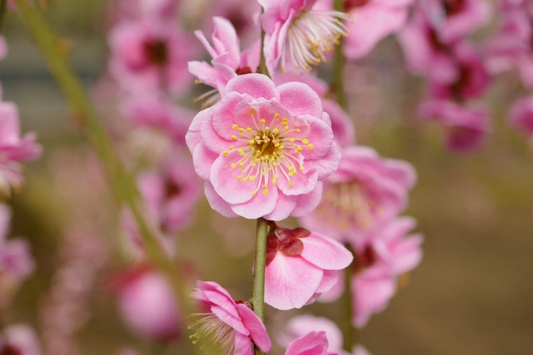 Fleur de prunier ume rose en gros plan, symbole du printemps japonais – collection saisonnière KOGEDO