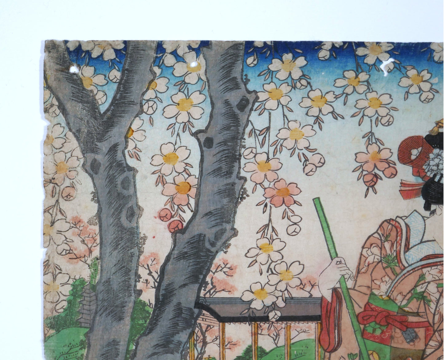 Branches de cerisier en fleurs dans une véritable estampe japonaise de Yoshitora illustrant le printemps et le hanami